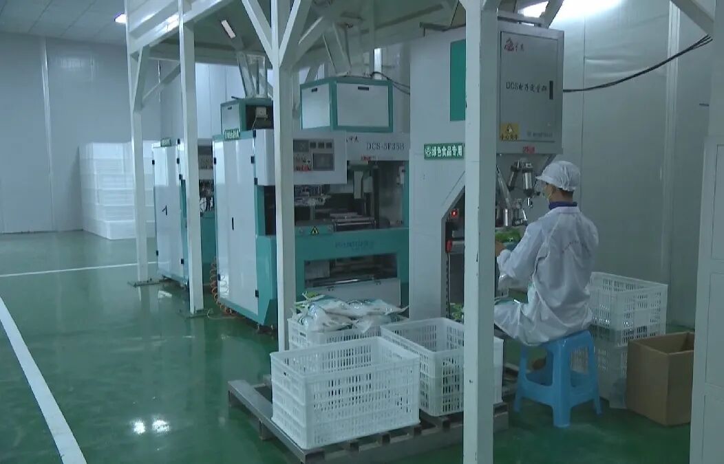 ���壺��ɫ���������ɫ��չ�»���