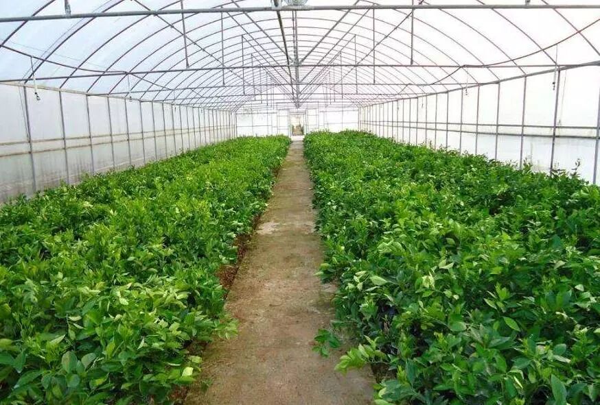 冬季养花还担心冻伤用这些方法轻松增加养花的温度