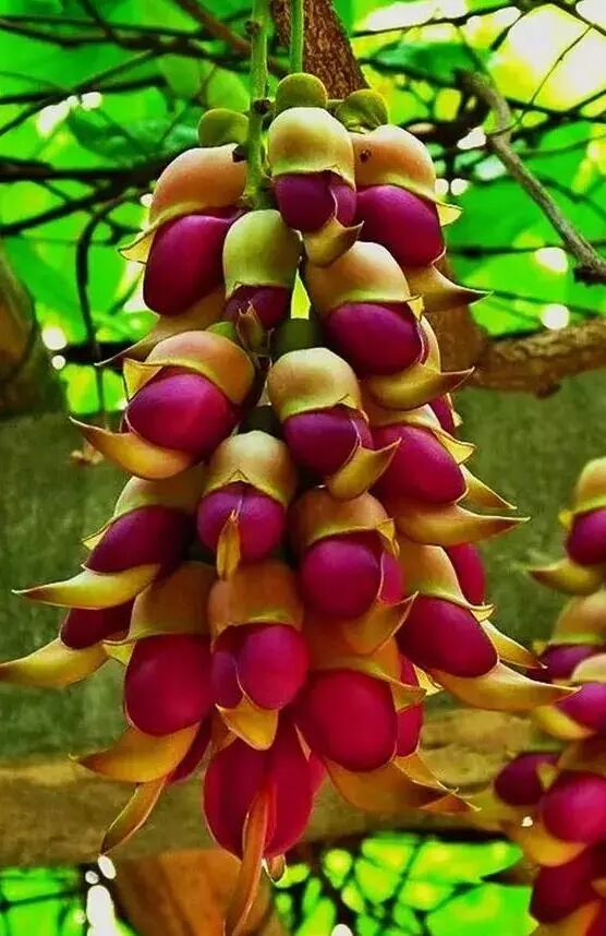 2018年继续盘点那些罕见的奇花异草,看看你知道几种名字?