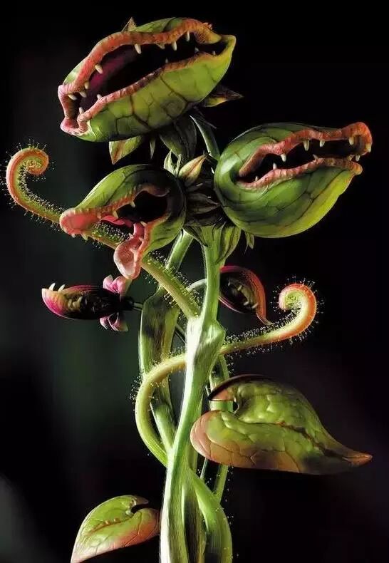 2018年继续盘点那些罕见的奇花异草,看看你知道几种名字?