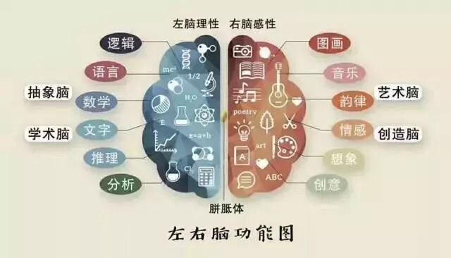 右脑的开发，释放孩子大脑的无限潜能！