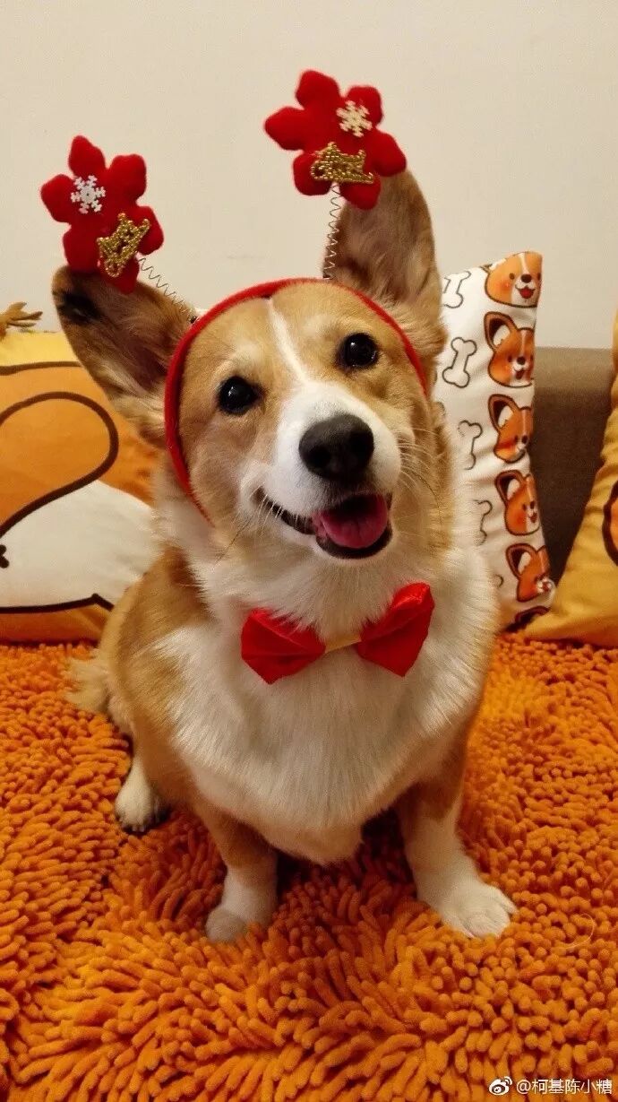 华元宠物睿智情深历代名犬vs古灵精怪网红狗这波cp有点料华元宠阅会