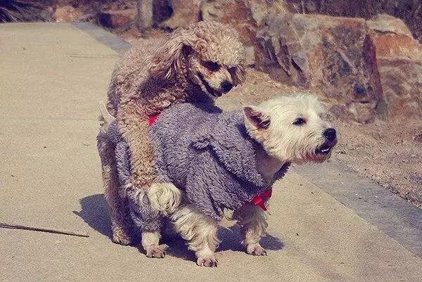 华元宠物,今天的内容有点污!是关于猫啪啪啪的那点事儿