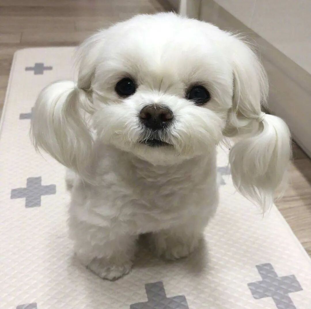 马尔济斯犬的毛发非常长,所以饲养它的主人一定要定时给它梳理毛发,不