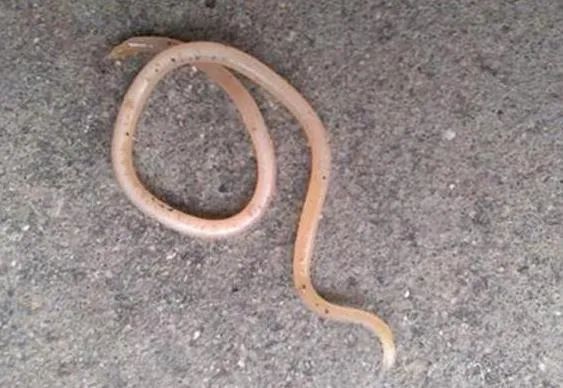 华元宠物人犬易患的9大寄生虫为了狗狗和家人的健康一定要注意防治