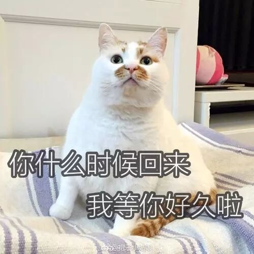 关注我,有用有趣有福利华元宠物