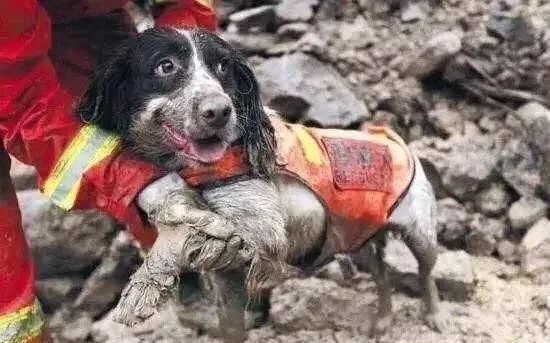 華元寵物你知道工作犬嗎僅存的汶川地震搜救犬讓人淚目王一博帶你傾聽