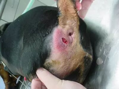 华元宠物,【来问】狗狗肛门腺一定要挤么?多久挤一次?