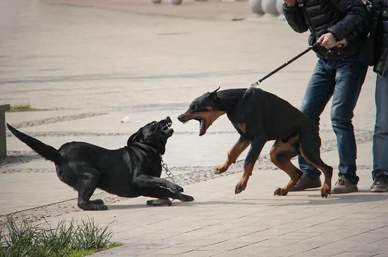 华元宠物狗狗为什么总是喜欢狗仗人势