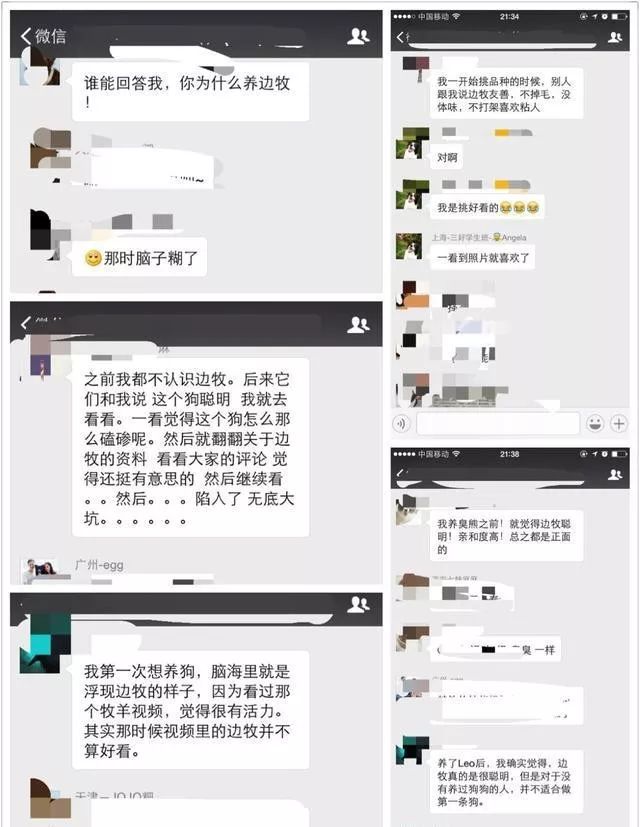 邊牧：我不僅聰明，還會拆家哦！ 寵物 第15張