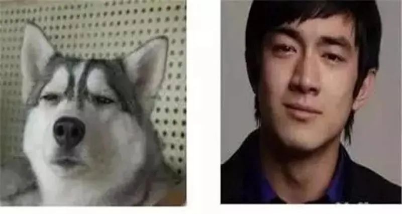 华元宠物 日本一西施犬撞脸多名歌手 来看看那些和明星撞脸的狗狗们 华元宠物官方旗舰店