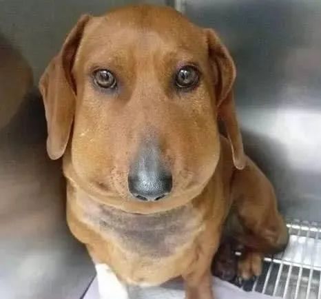 华元宠物好笑又心疼小奶狗吃了蜜蜂脸肿成球狗狗被蜜蜂蛰了怎么办