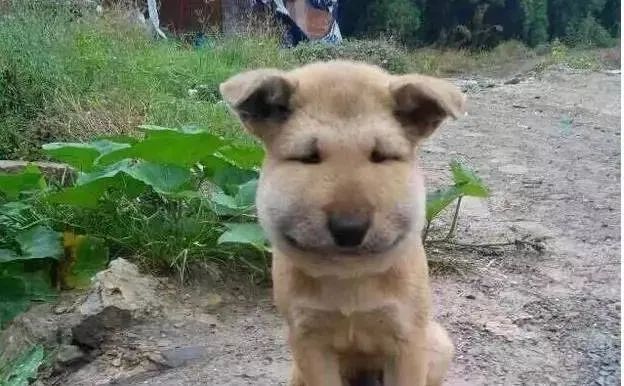 华元宠物好笑又心疼小奶狗吃了蜜蜂脸肿成球狗狗被蜜蜂蛰了怎么办