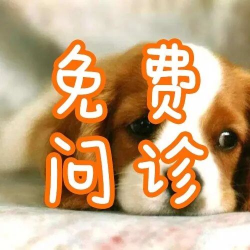 狗狗竟然有脚气 检查后发现是趾间炎 华元宠物天猫旗舰店