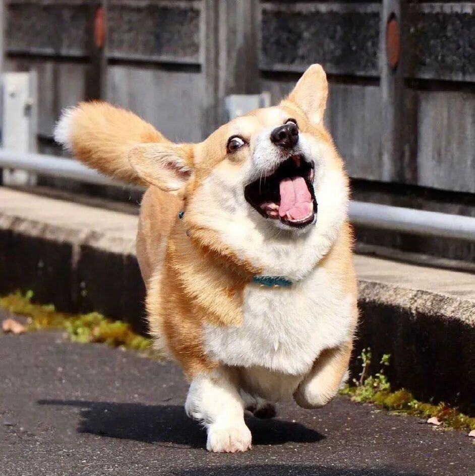 华元宠物先天肾衰竭的柯基靠主人的爱活成了狗界行走的表情包