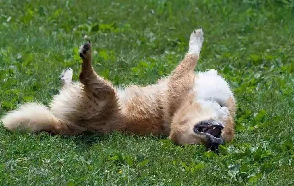 华元宠物狗子躺地上打滚撒泼可不仅仅是卖萌这么简单哦