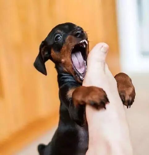 华元宠物女主人遛狗不牵绳大爷一脚把狗踹飞你怎么看