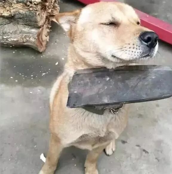 华元宠物我养的哪里是狗根本就是上辈子的债主啊