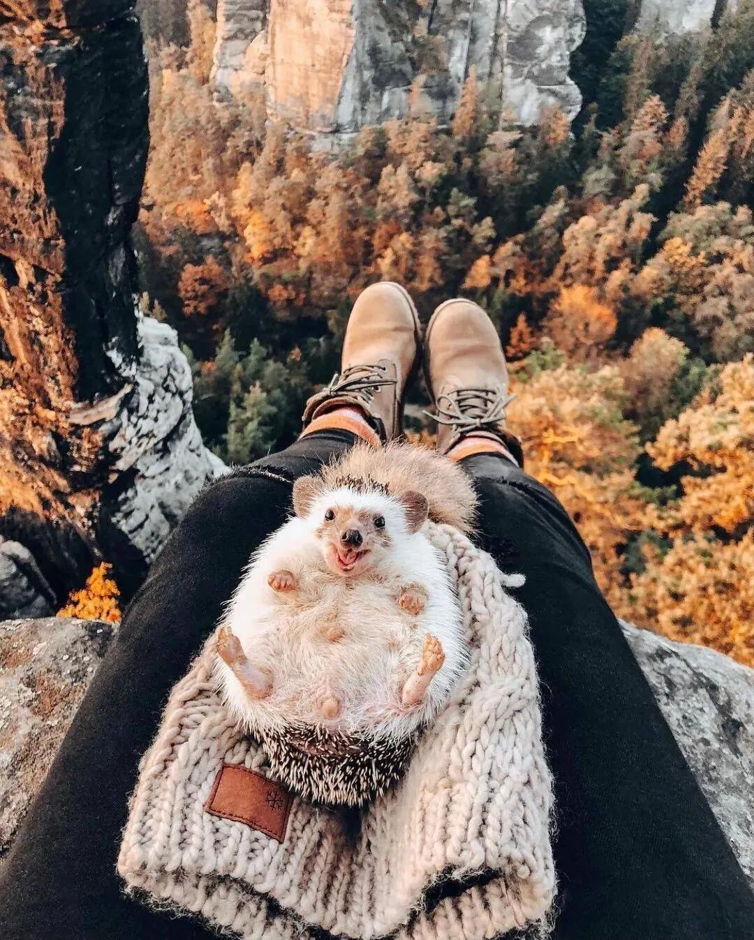 华元宠物当猫咪遇上刺猬这过得简直就是童话般的生活啊