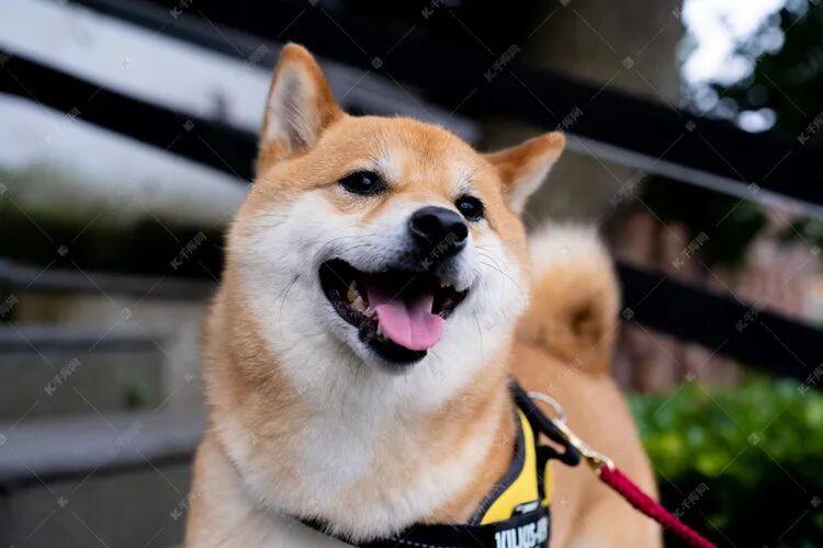 美浓柴犬因其毛发是绯红色的,所以也被称为"绯赤".