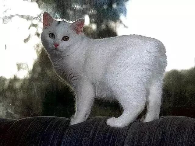 华元宠物,我想恳请大家,不要爱上无尾猫.