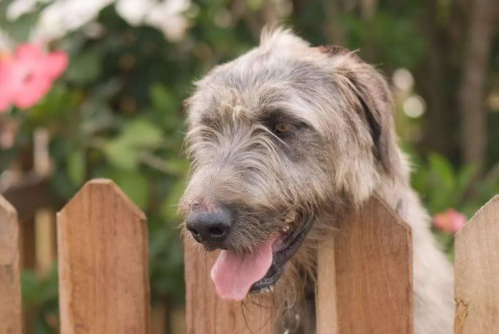 世界上最大的犬种 最高的和姚明一样高 华元宠物天猫旗舰店