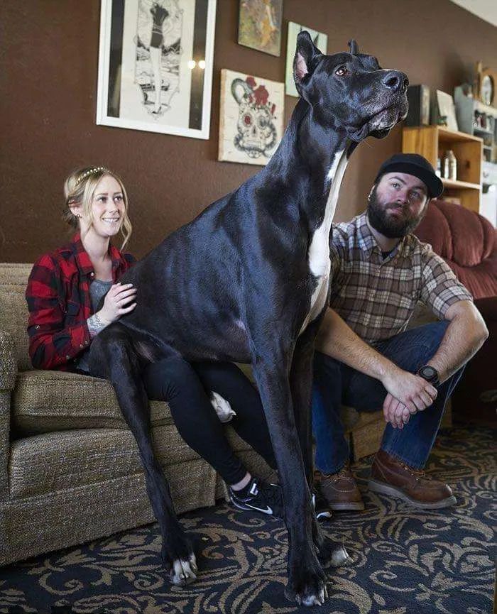 世界上最大的犬种 最高的和姚明一样高 华元宠物天猫旗舰店