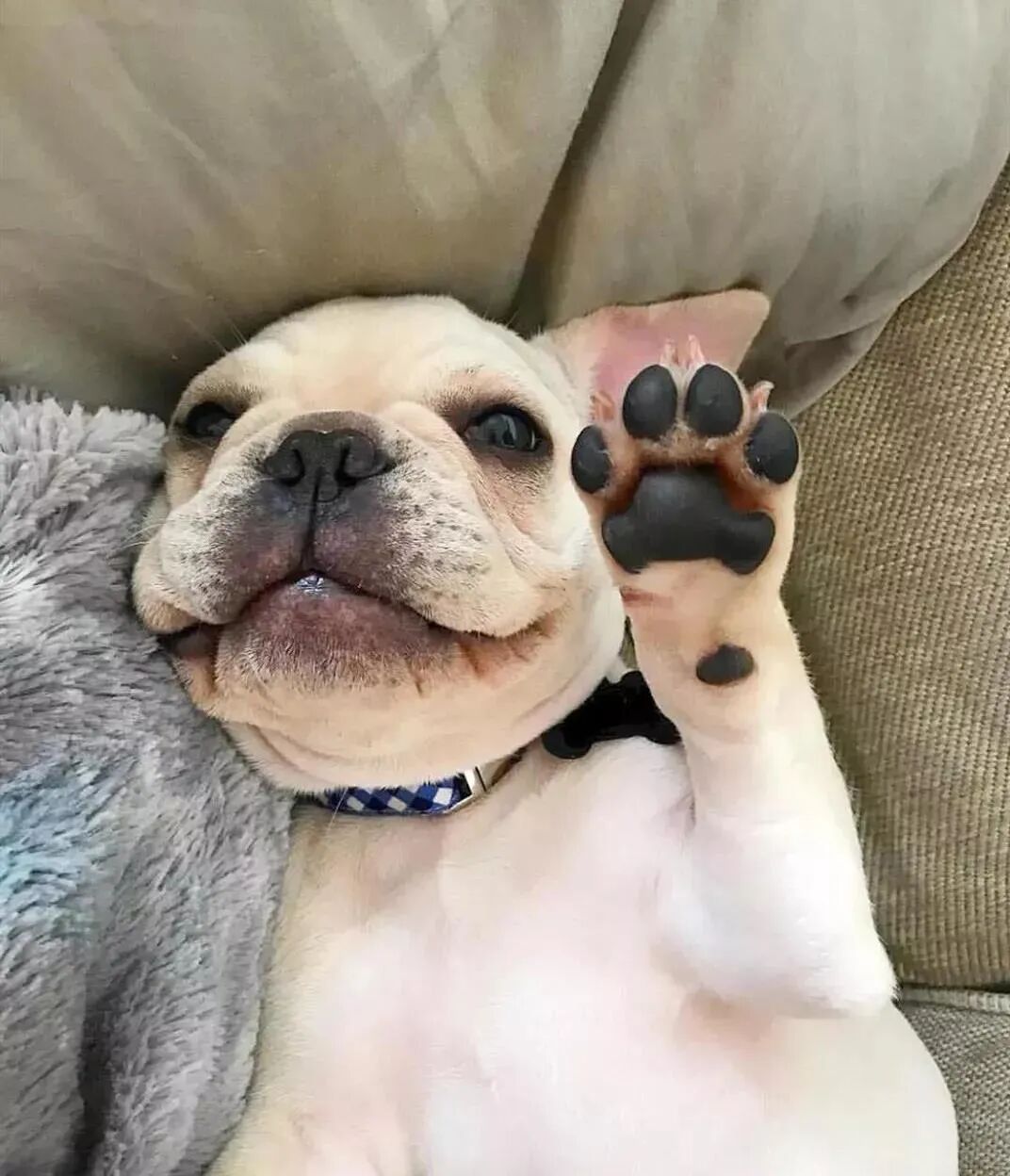 华元宠物狗爪子闻起来是什么味道听说像爆米花