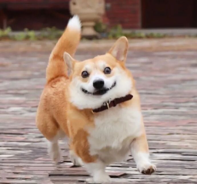 它就是日本的柯基犬gen,凭借抓马的表情,在instagram吸引了111k的粉丝