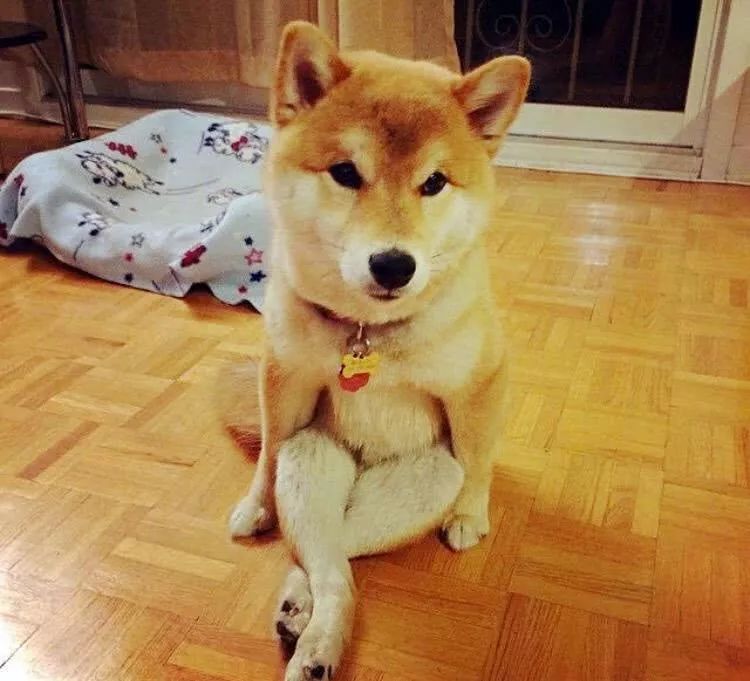 狗狗坐下后腿向前伸图片