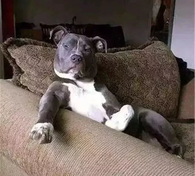 华元宠物,狗狗坐姿大赛,这画面太美,我不敢看! - 华元宠物官方旗舰店