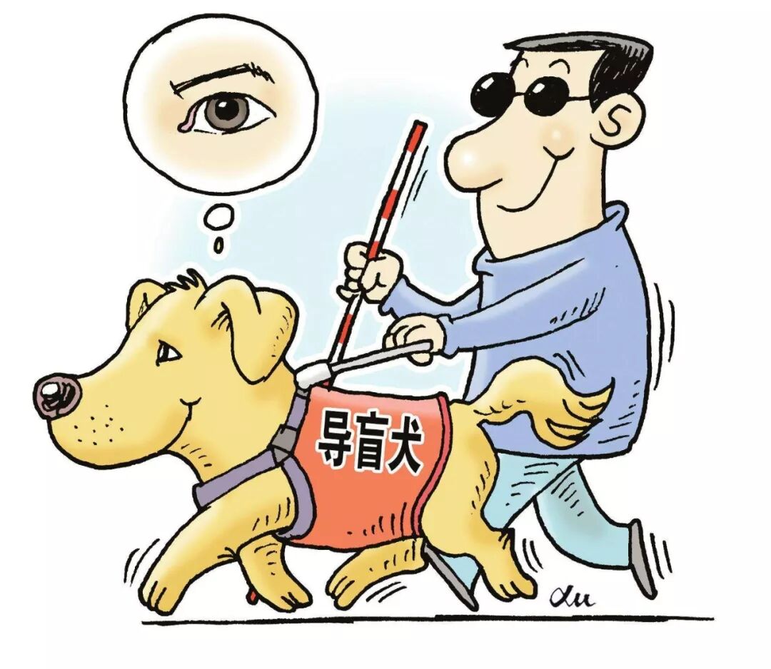 华元宠物合肥首只导盲犬遭拒载何时能对它们宽容