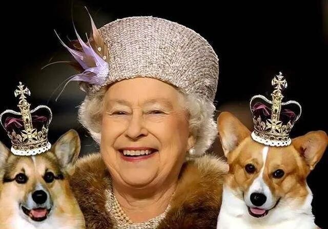 华元宠物,英国女王为什么独爱柯基?原因终于找到了,原来是因为.