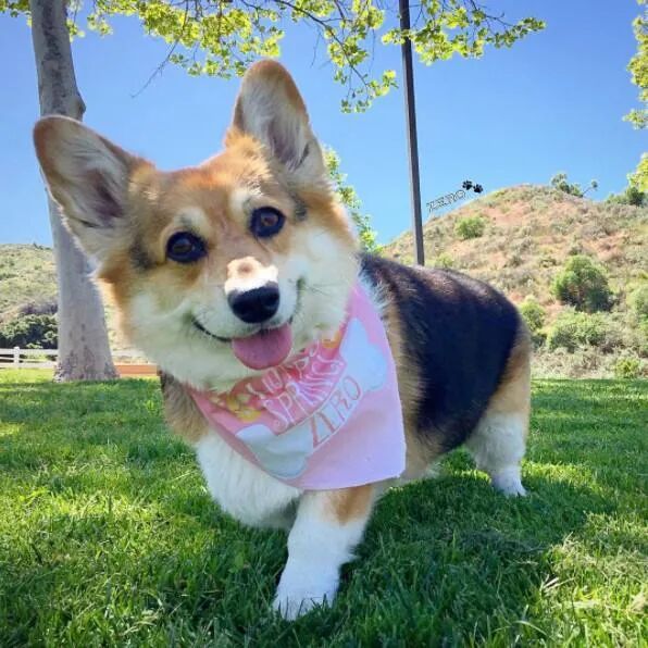 华元宠物,英国女王为什么独爱柯基?原因终于找到了,原来是因为.