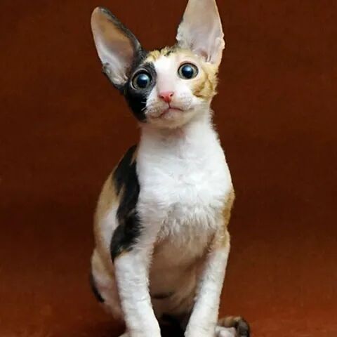 华元宠物猫中超模柯尼斯卷毛猫了解一下