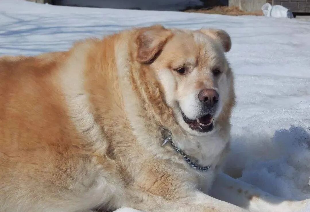 华元宠物,公认最贪吃的5种狗狗,我到底是养了只狗还是养了头猪?