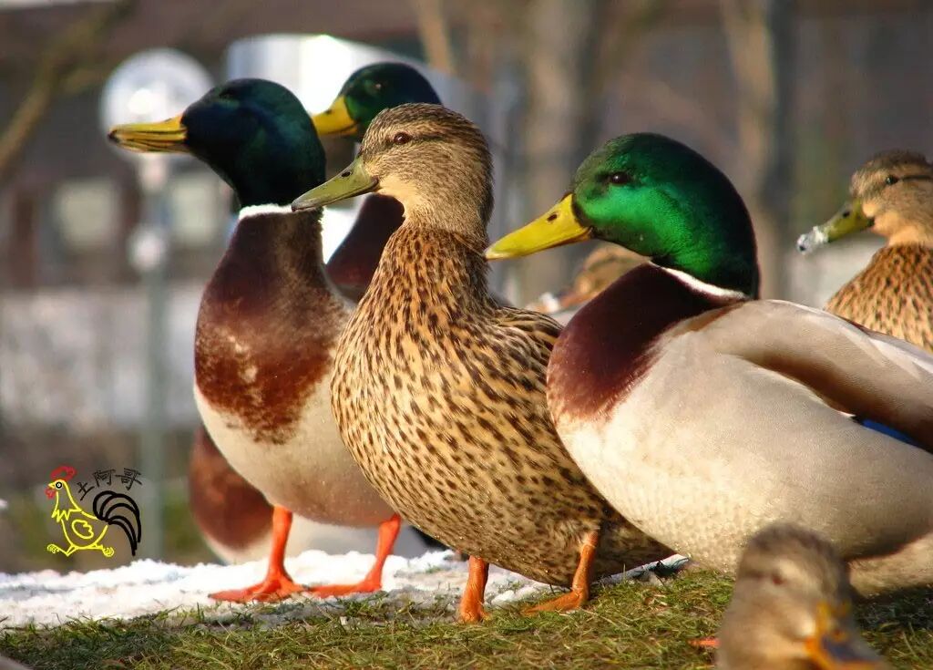 绿头野鸭
