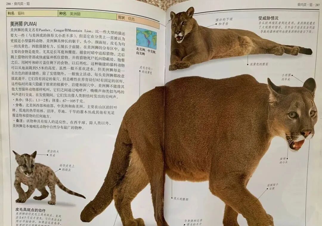 出逃的 金钱豹 英文怎么说 译匠 微信公众号文章阅读 Wemp