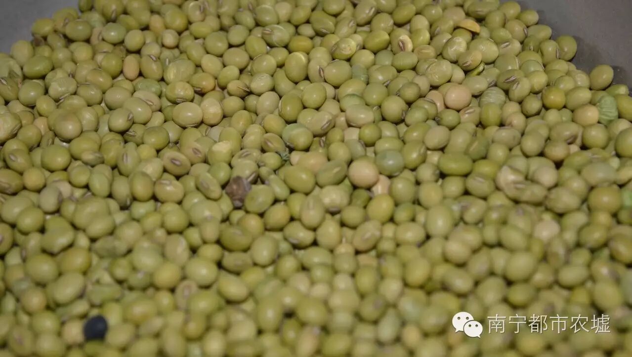 本地青皮黄豆