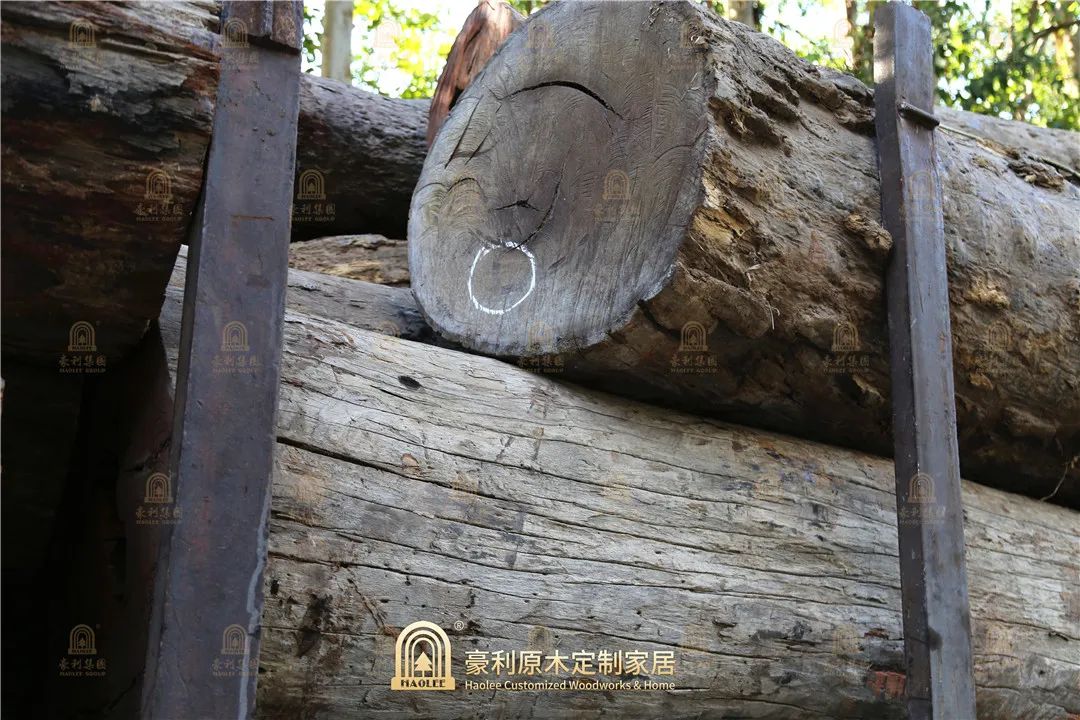 【原木資訊】新到一批優(yōu)質(zhì)大果紫檀，豪利玩轉(zhuǎn)經(jīng)典名貴木材(圖6)