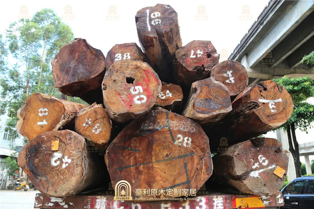 【原木資訊】新到一批優(yōu)質(zhì)大果紫檀，豪利玩轉(zhuǎn)經(jīng)典名貴木材(圖7)