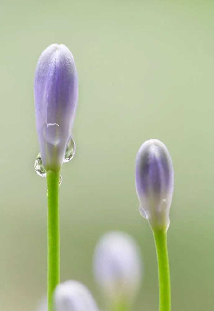 百子莲丨盛夏绽放的 蓝色爱情 几禾花舍 几禾花舍 微信公众号文章阅读 Wemp