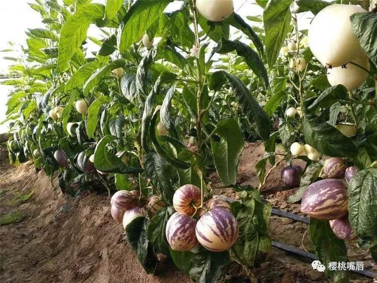 人参果种植物理防虫和杂草预防方法 学会几点 让人参果更安全 金科住人集装箱 人参果种植物理防虫和杂草预防方法 学会几点 让人参果更安全 金科住人集装箱