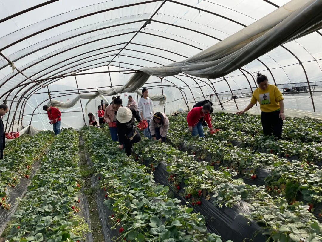 &ldquo;莓&rdquo;开眼笑踏青来&mdash;&mdash;余杭湖南商会三八妇女节草莓摘采活动