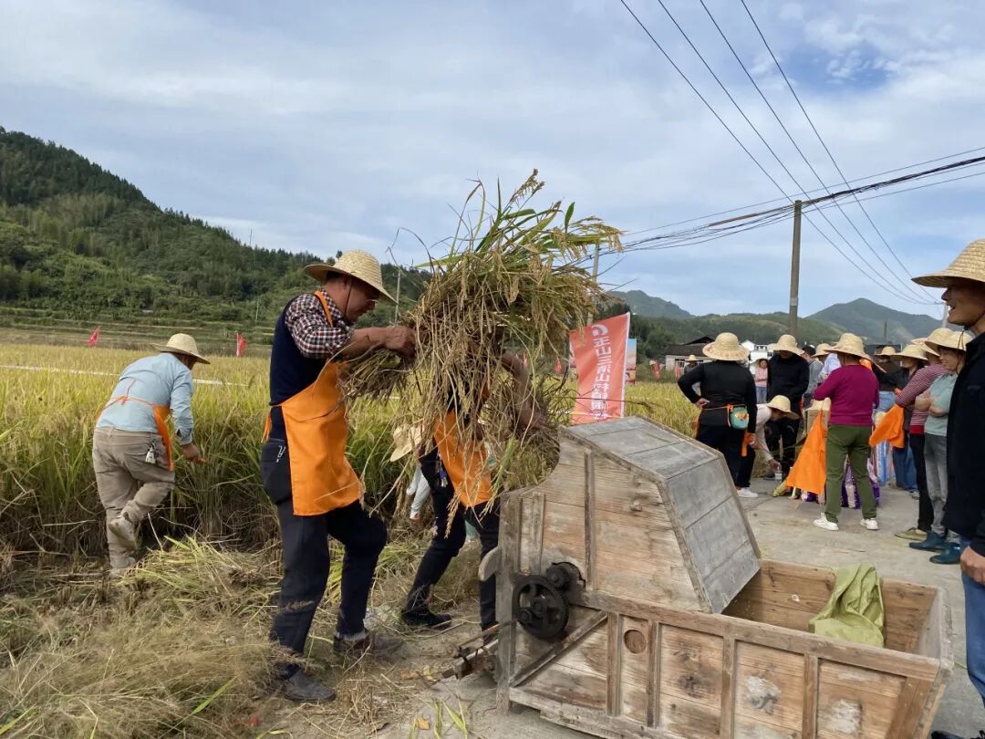 终于等稻你紫湖镇这场割稻子活动超精彩