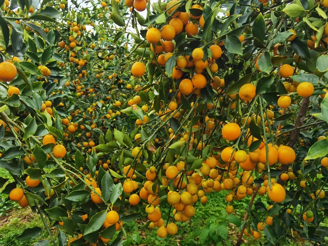 走进果园,金桔树树形婆娑,一树树澄黄鲜艳的金桔挂满枝头,果实累累,成