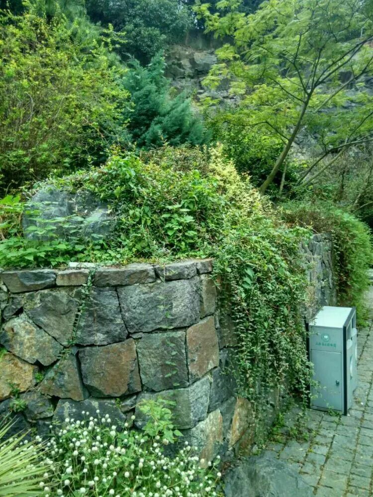 上海辰山植物园矿坑花园与岩石园详解的图46