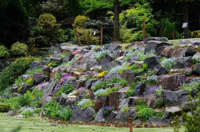 上海辰山植物园矿坑花园与岩石园详解的图48