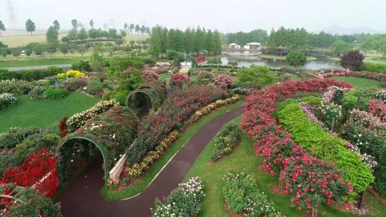 上海辰山植物园矿坑花园与岩石园详解的图17