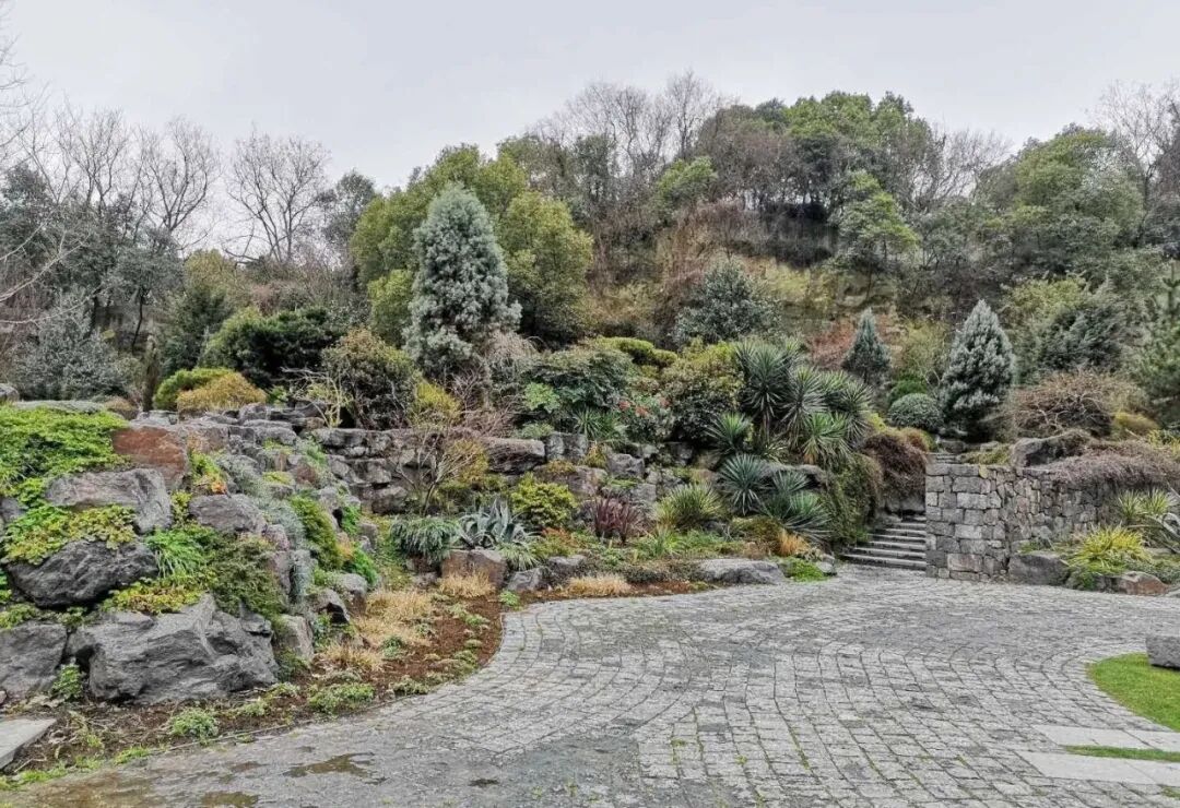 上海辰山植物园矿坑花园与岩石园详解的图40